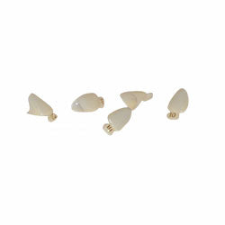 Polycarbonate Crowns #15 5/pk. - Osung USA